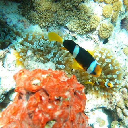 Dhangethi Inn المظهر الخارجي الصورة