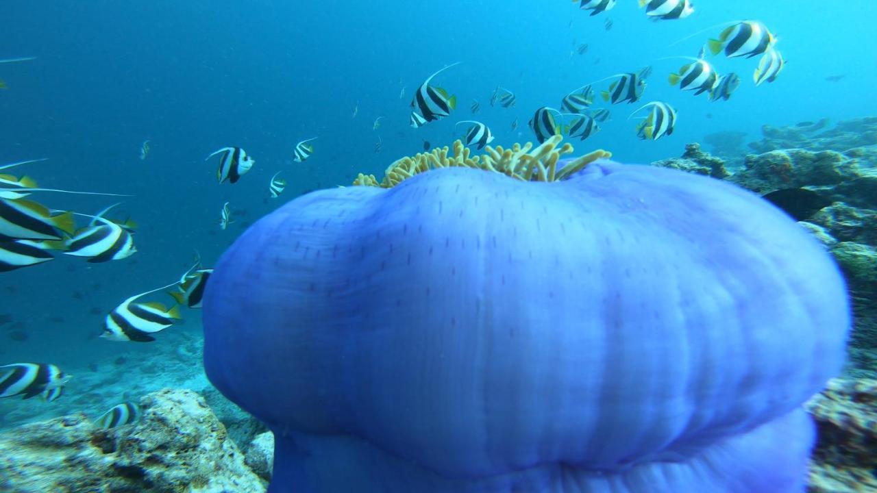 Dhangethi Inn المظهر الخارجي الصورة