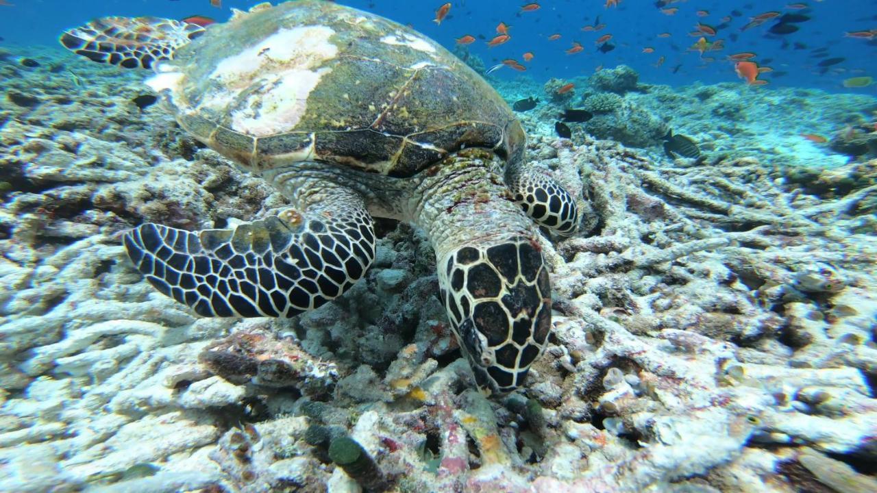 Dhangethi Inn المظهر الخارجي الصورة