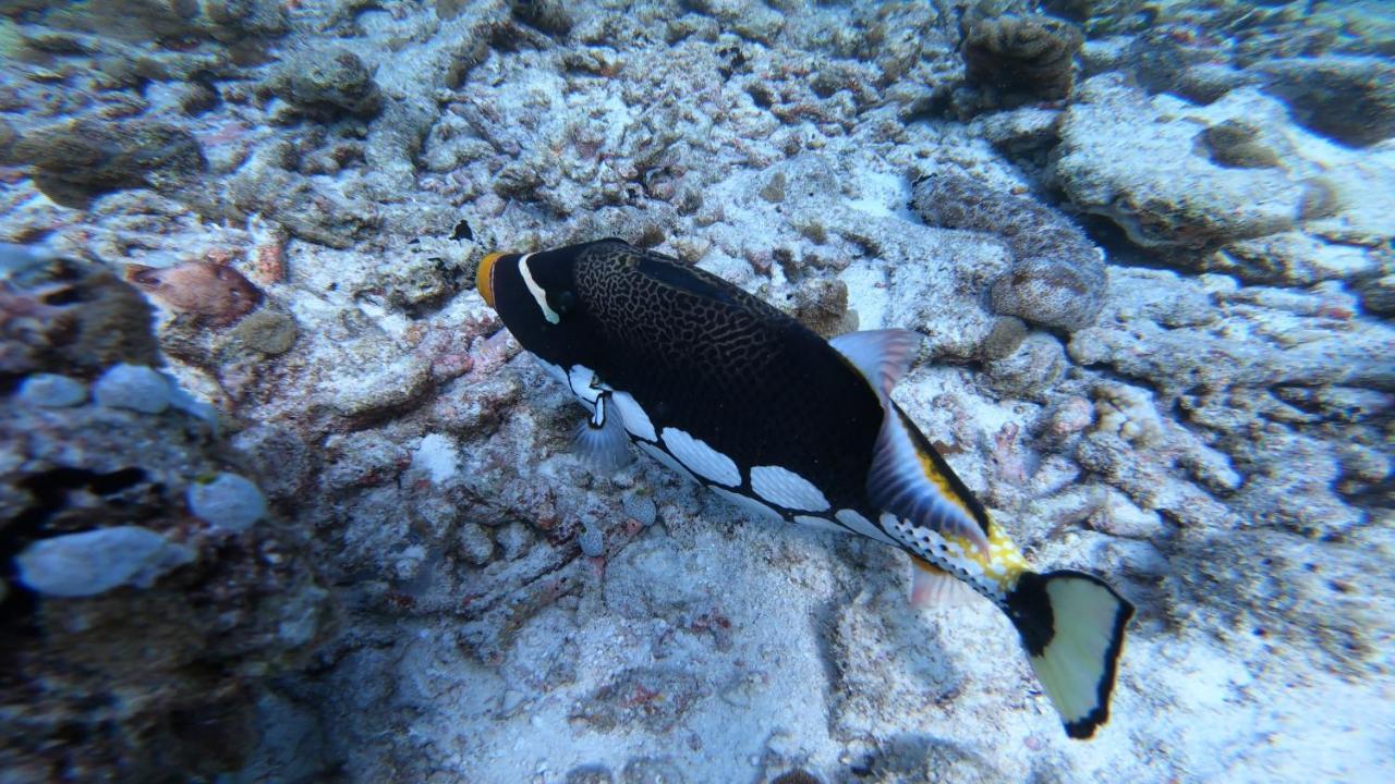 Dhangethi Inn المظهر الخارجي الصورة