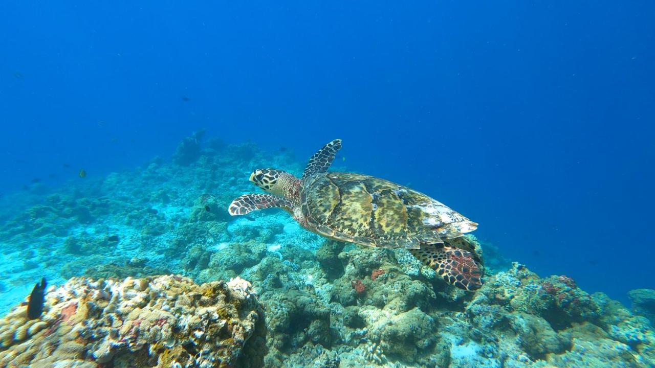 Dhangethi Inn المظهر الخارجي الصورة
